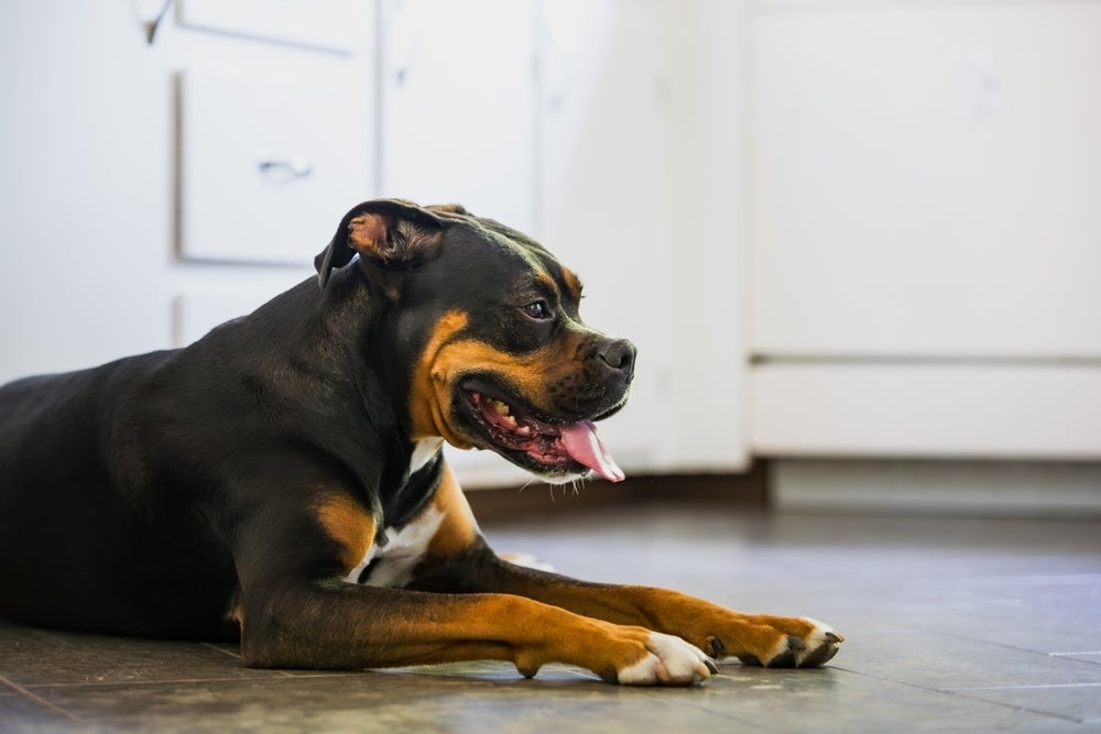 A infecção urinária em cachorro é mais comum nas fêmeas e pode ocorrer em qualquer idade