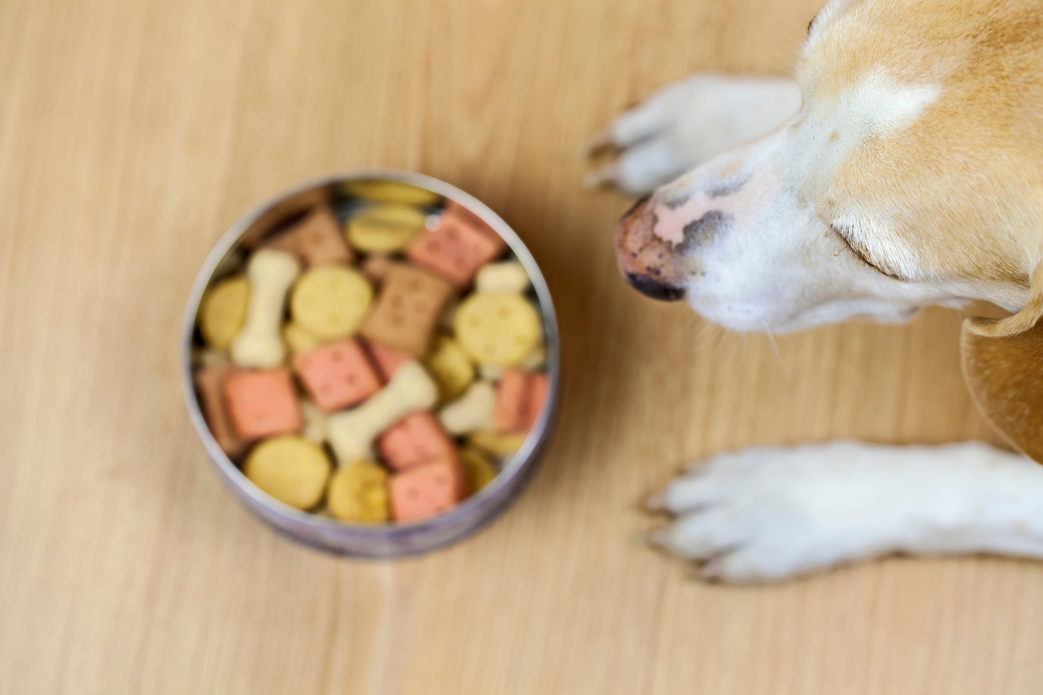 O glúten é uma proteína presente em grãos como trigo, cevada e centeio, e está presente em boa parte das rações para cachorro