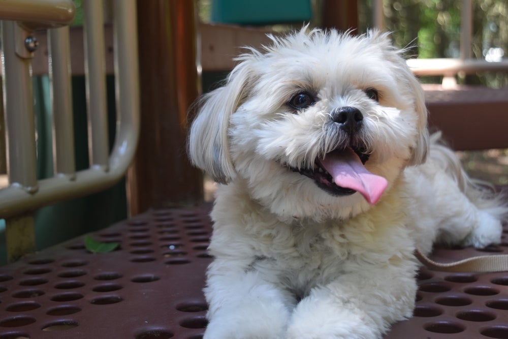 Cães da raça Lhasa Apso têm predisposição a alterações nos rins que levam à doença renal crônica