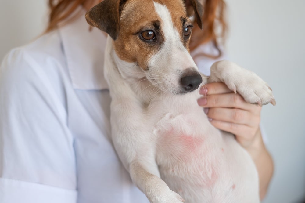 A psoríase costuma causar lesões no abdômen, patas, orelhas e dorso do cachorro