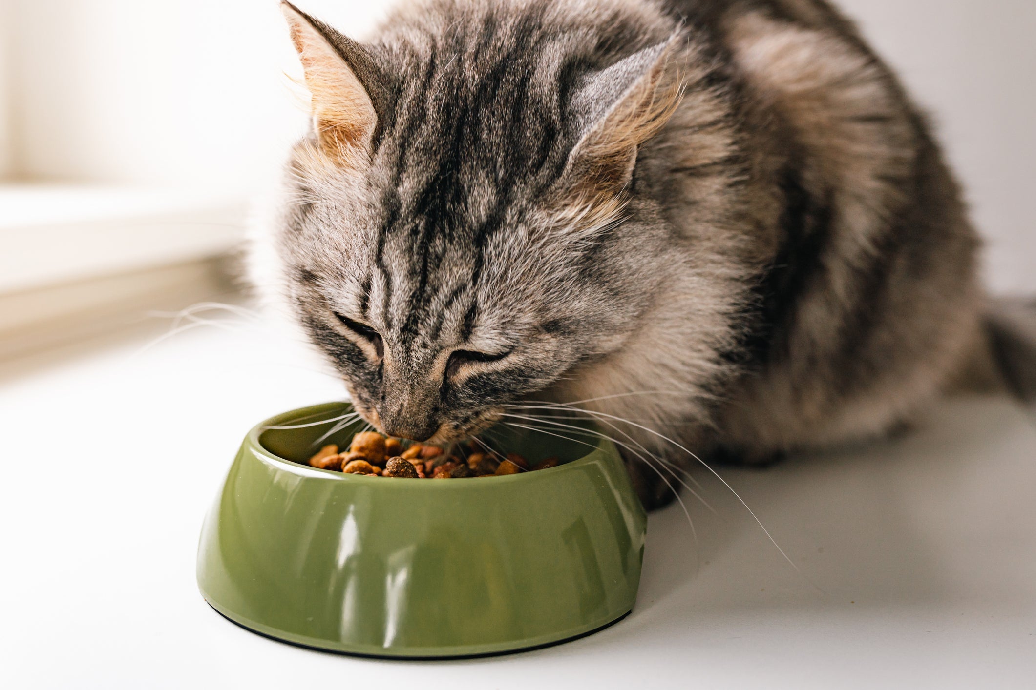 Os gatos têm o hábito de comer pequenas quantidades de ração várias vezes ao dia