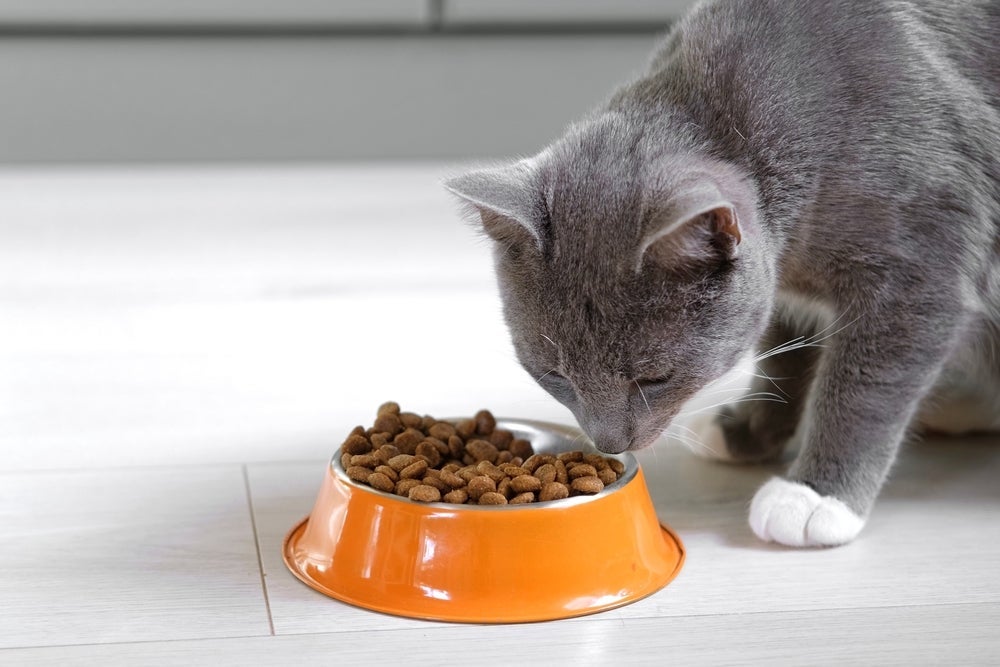 A alergia alimentar em gatos pode causar diversos sintomas, de coceira a diarreia