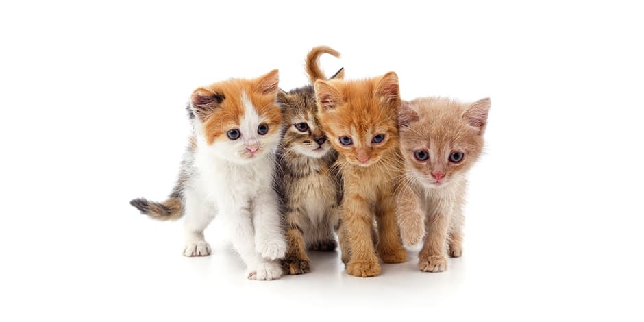 Raças de gato. Grupo de gatinhos bebês