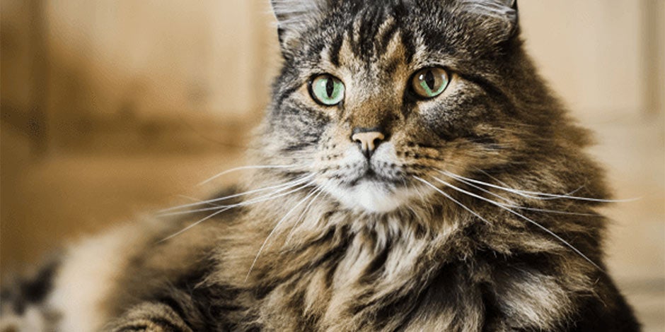 Raças de gatos. Gato do bosque de Noruega sentado