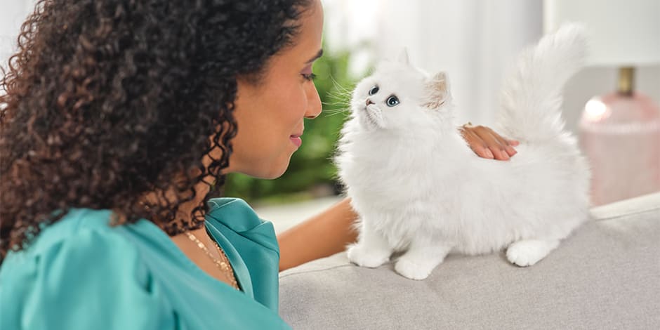Raças de gatos. Gato Persa branco filhote ao lado de sua tutora.