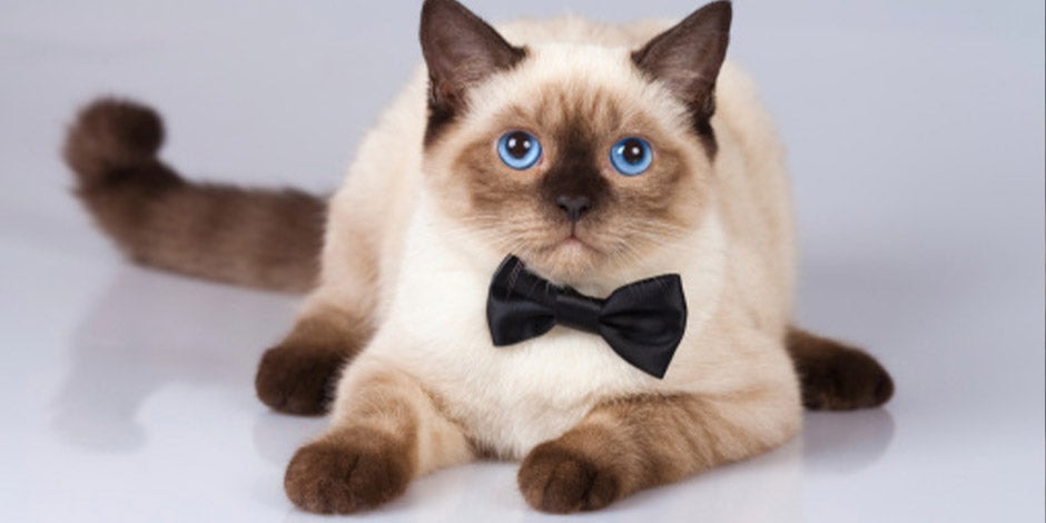 Raças de gatos. Gato Siamês com uma gravata-borboleta preta, sentado de frente.