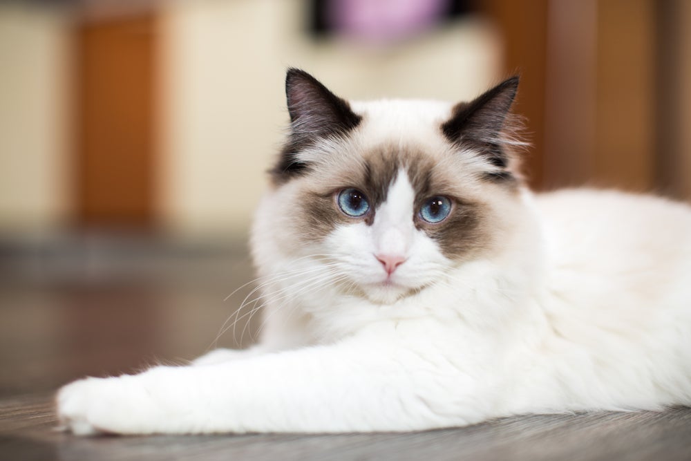O Ragdoll é conhecido pelos olhos azuis, pelagem clara e temperamento tranquilo