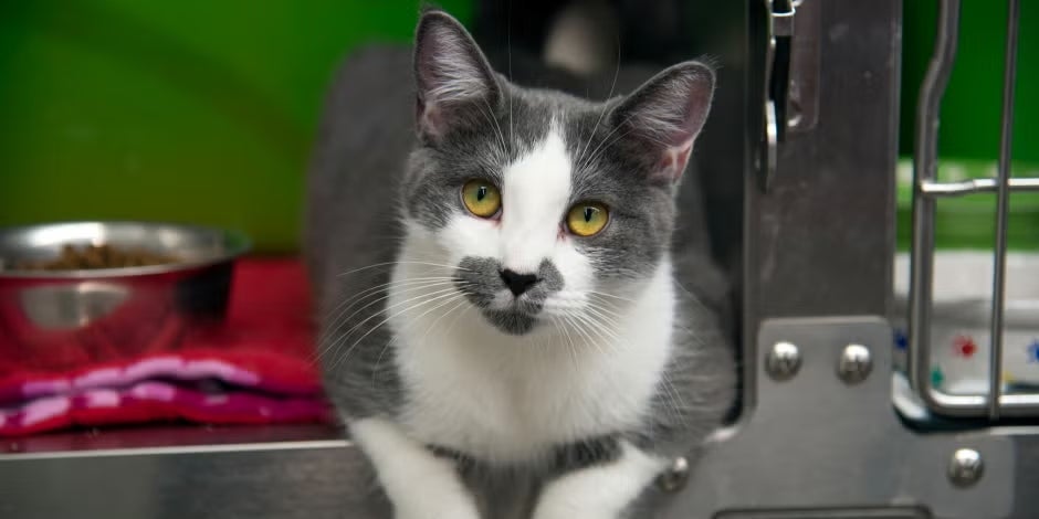 Adoção de gatos. Abrigo Gatinho branco e cinza em sua gaiola aberta. Adoção de gatos.
