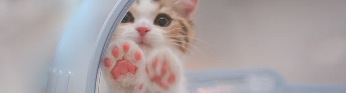 Adoção de gatos. gatinho Gatinho bebê encostado em um vidro. Adoção de gatos.