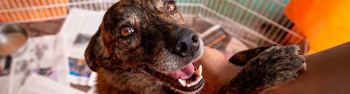 Cachorros vira-lata com aparência feliz em seu próprio espaço. Cães e gatos de rua