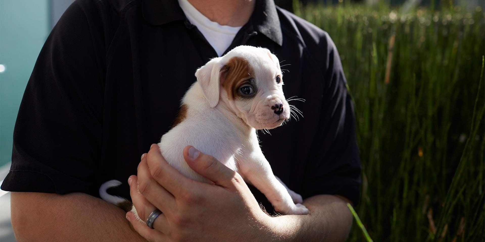 Cachorro para adoção: Filhote. Cães para adoção podem ser de qualquer idade ou origem. Filhote recém-adotado.