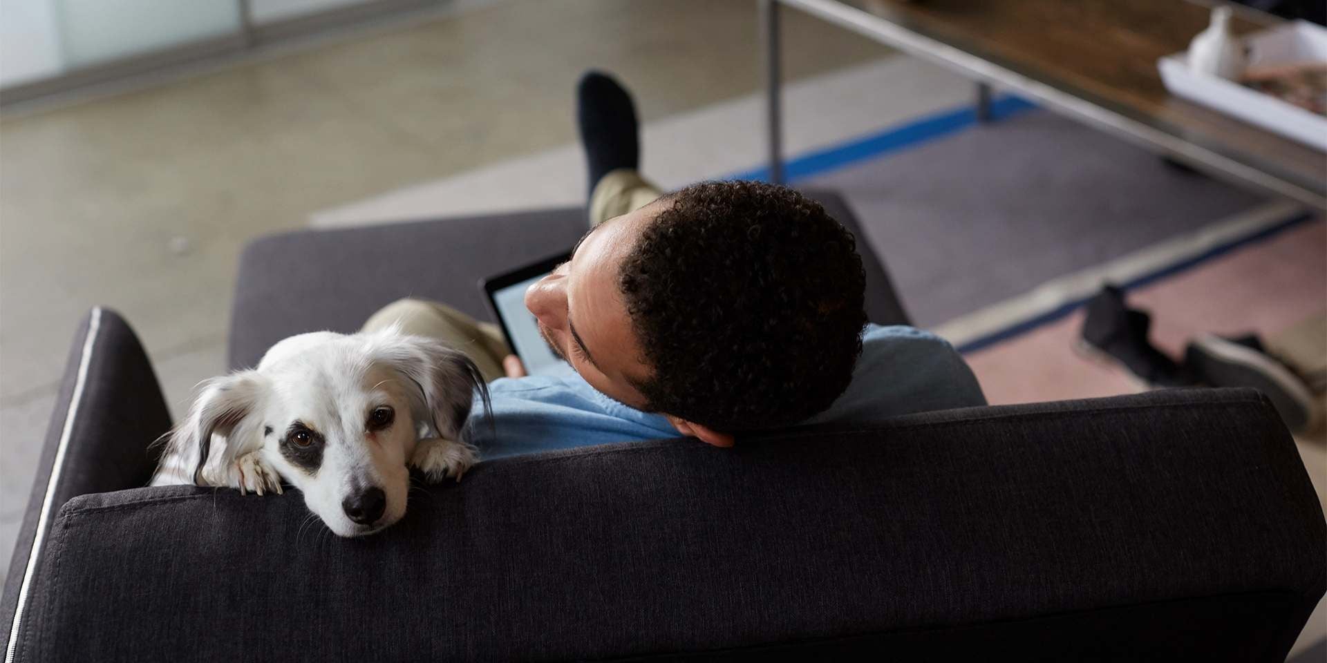 Cachorro para adoção: Cuidados, proteção e tranquilidade. Cães para adoção: Lembre-se de realizar os procedimentos de vermifugação e esterilização no prazo.