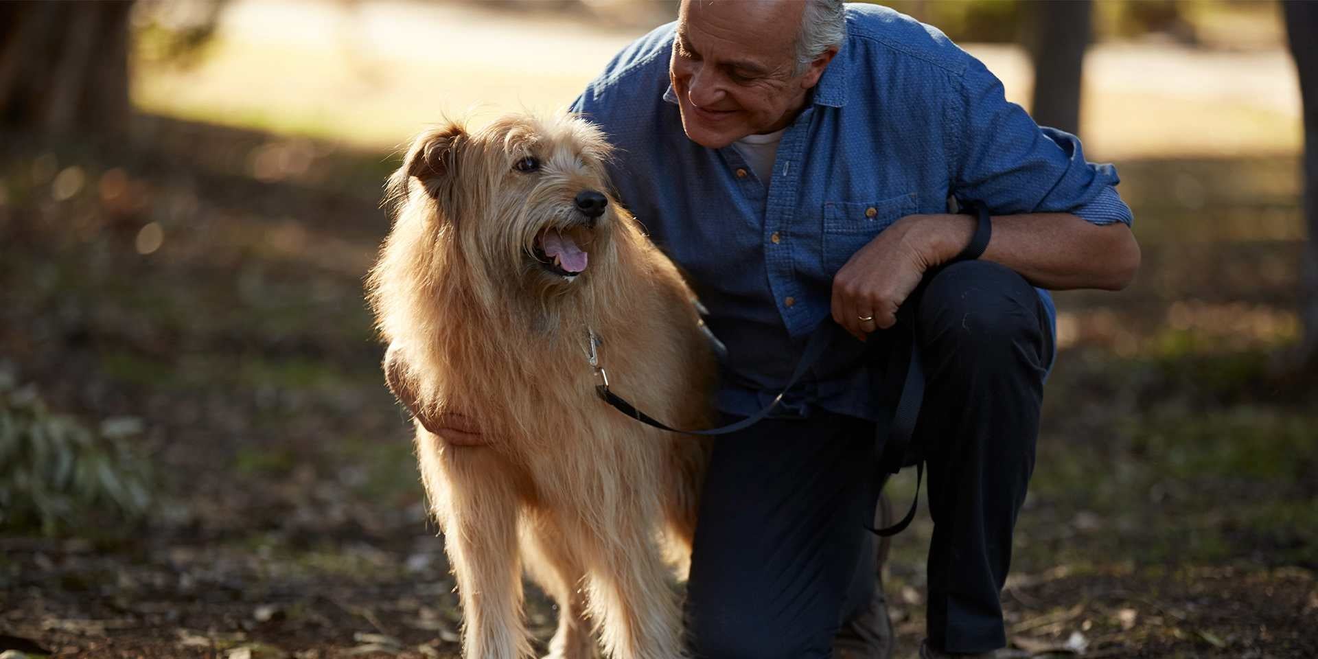 Cachorro para adoção - Tutor. Cachorros idosos para adoção geralmente ficam muito gratos. Um animal de estimação com seu tutor.