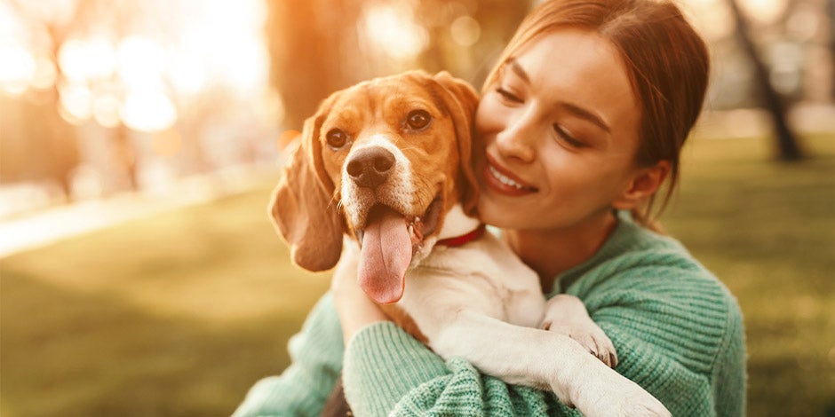 Cachorro uivando - Atenção  A desatenção é um dos motivos pelos quais os cães uivam. Beagle recebendo atenção do dono.