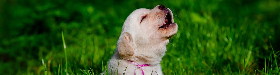 Cachorro uivando. Cachorro auivando