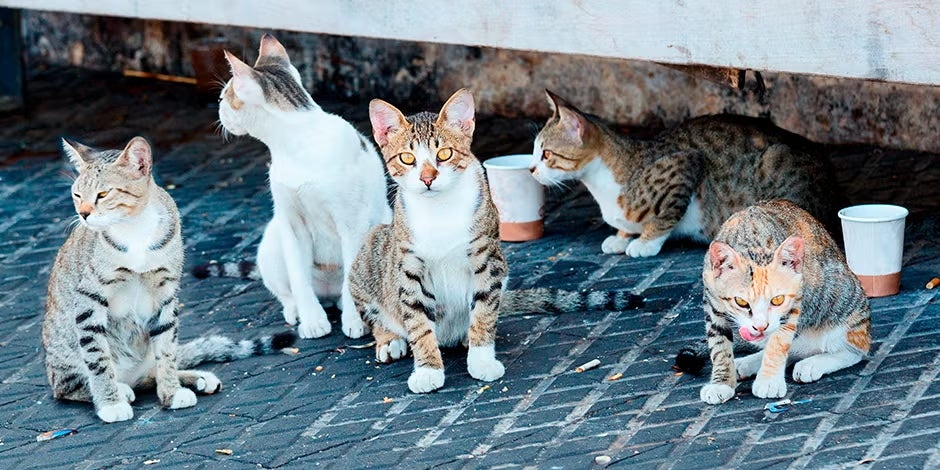 Cachorros-vira-lata e gatos de rua. Um grupo de gatinhos reunidos. Cachrros-vira-lata e gatos de rua tendem a se unir para sobreviver. Um grupo de gatinhos se reuniu.