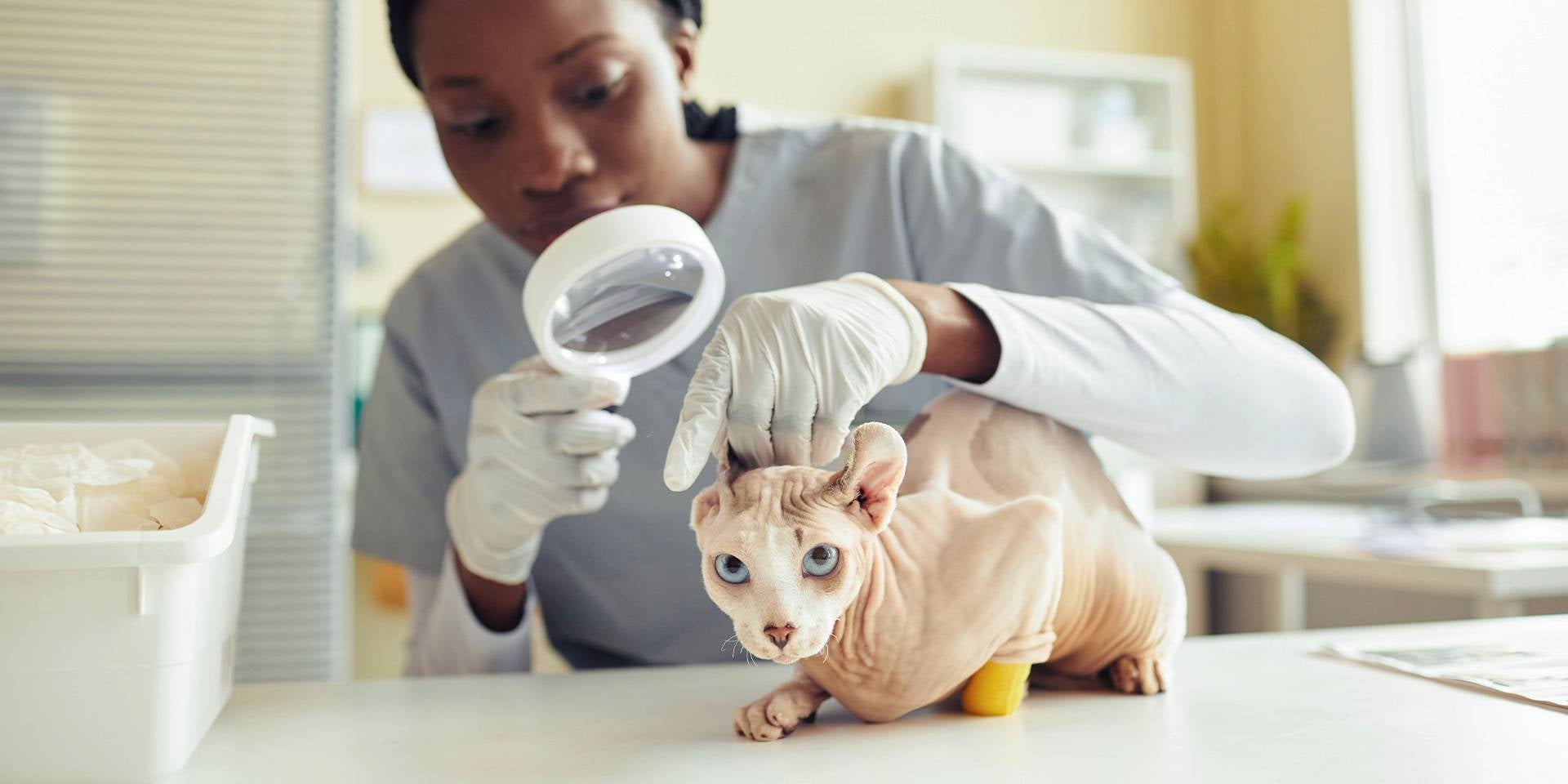 Gato sem pelo - Veterinario Gato sem pelos recebendo cuidados veterinários.