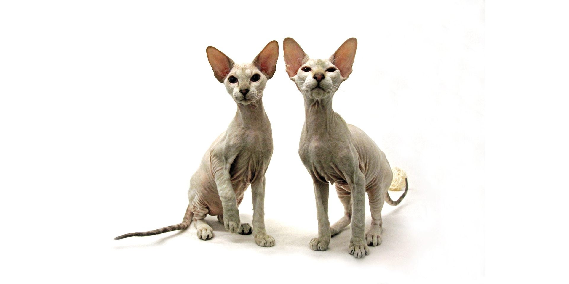 Gato sem pelo - Dois Dois gatos sem pelos posando juntos para uma foto