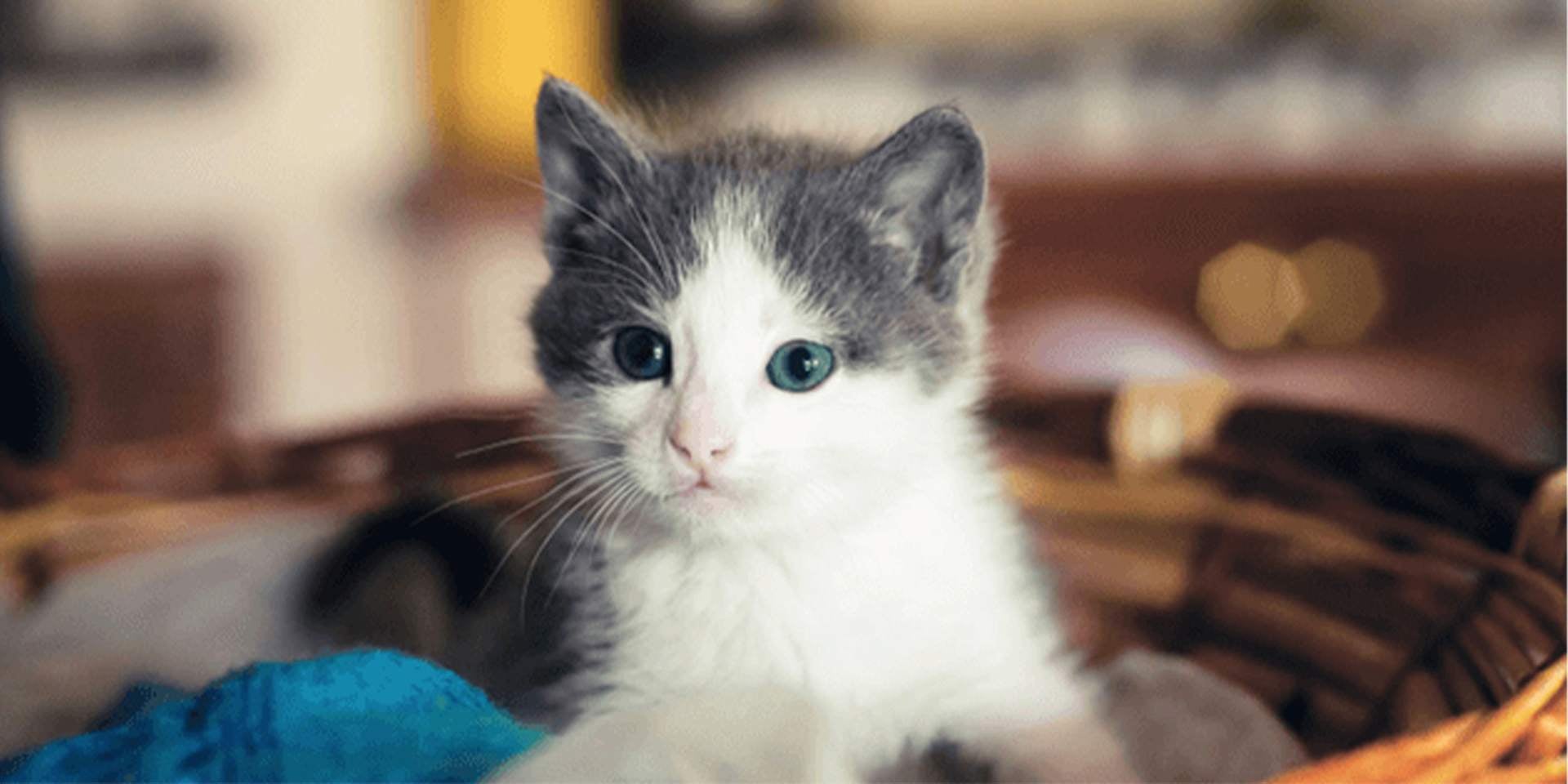 Gato vira-lata filhote descansa Gato vira-lata filhote cinza e branco descansa em uma cesta