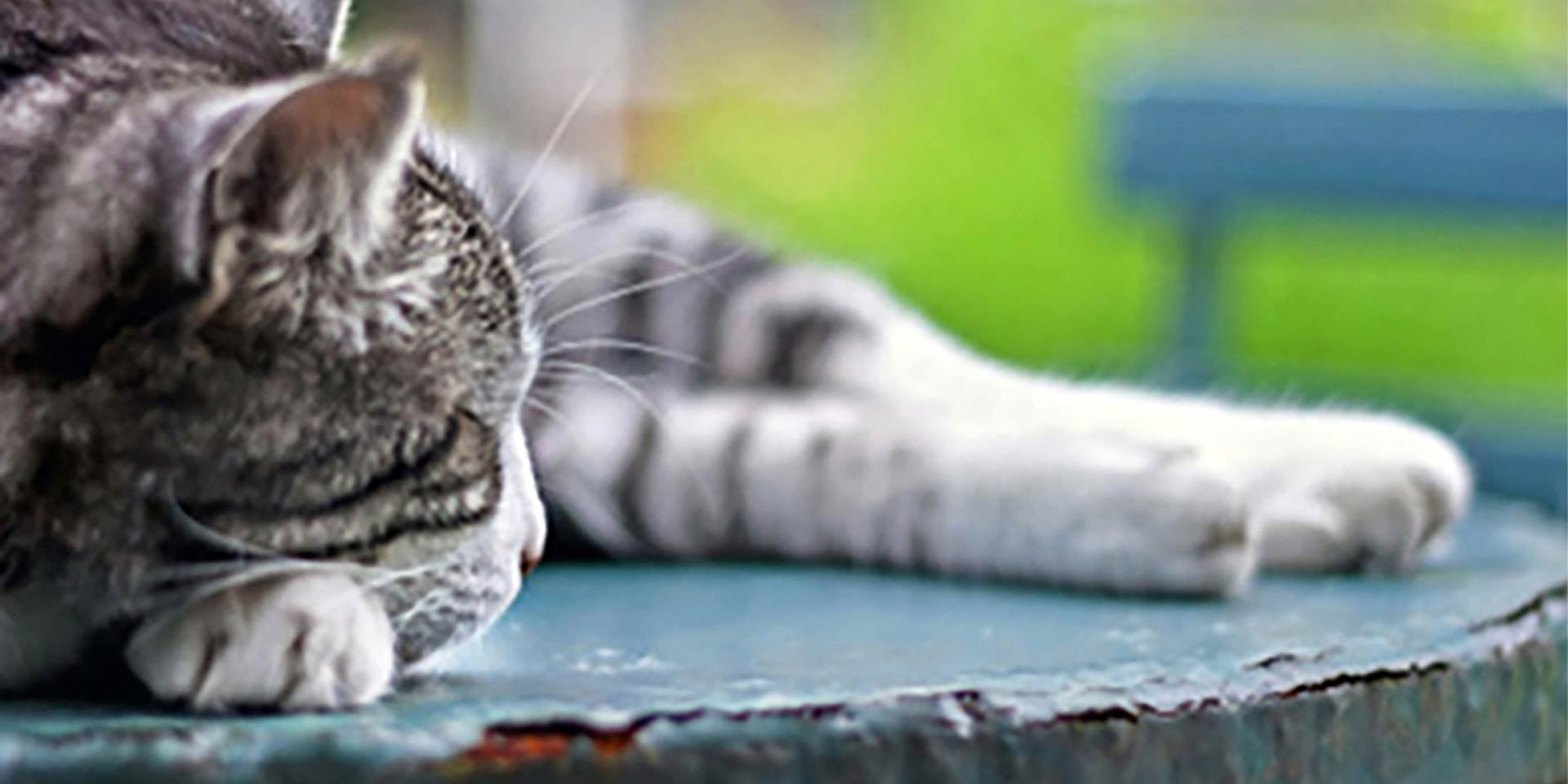 Gato vira-lata – Descansa em uma mesa Gato vira-lata dorme em uma mesa