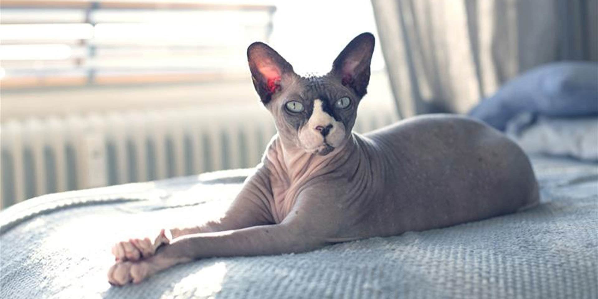 Gato sem pelos na cama posando para foto.