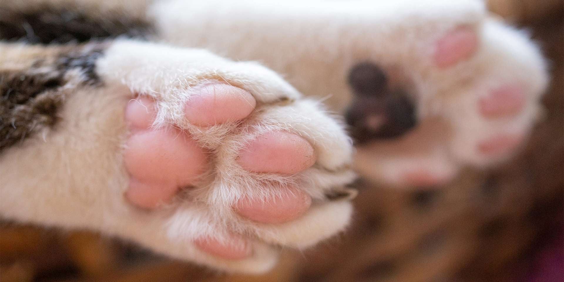 Patas de gato. almofadinhas Almofadas de patas de gato com manchas rosa