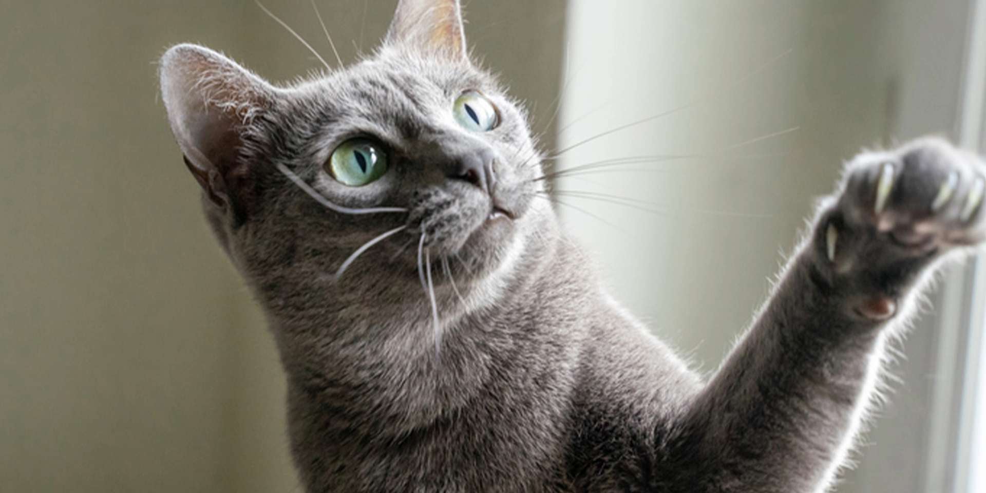 Patas de gato. comunicação As patas de um gato são uma ferramenta de comunicação. Gato cinza levantando a pata.