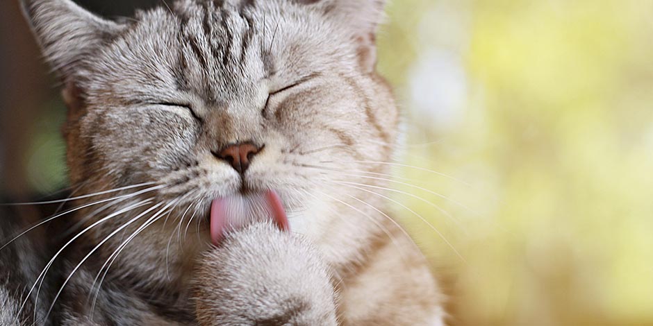 Patas de gato. Lambendo As patas de um gato agem como esponjas. Gato malhado lambendo uma das patas.