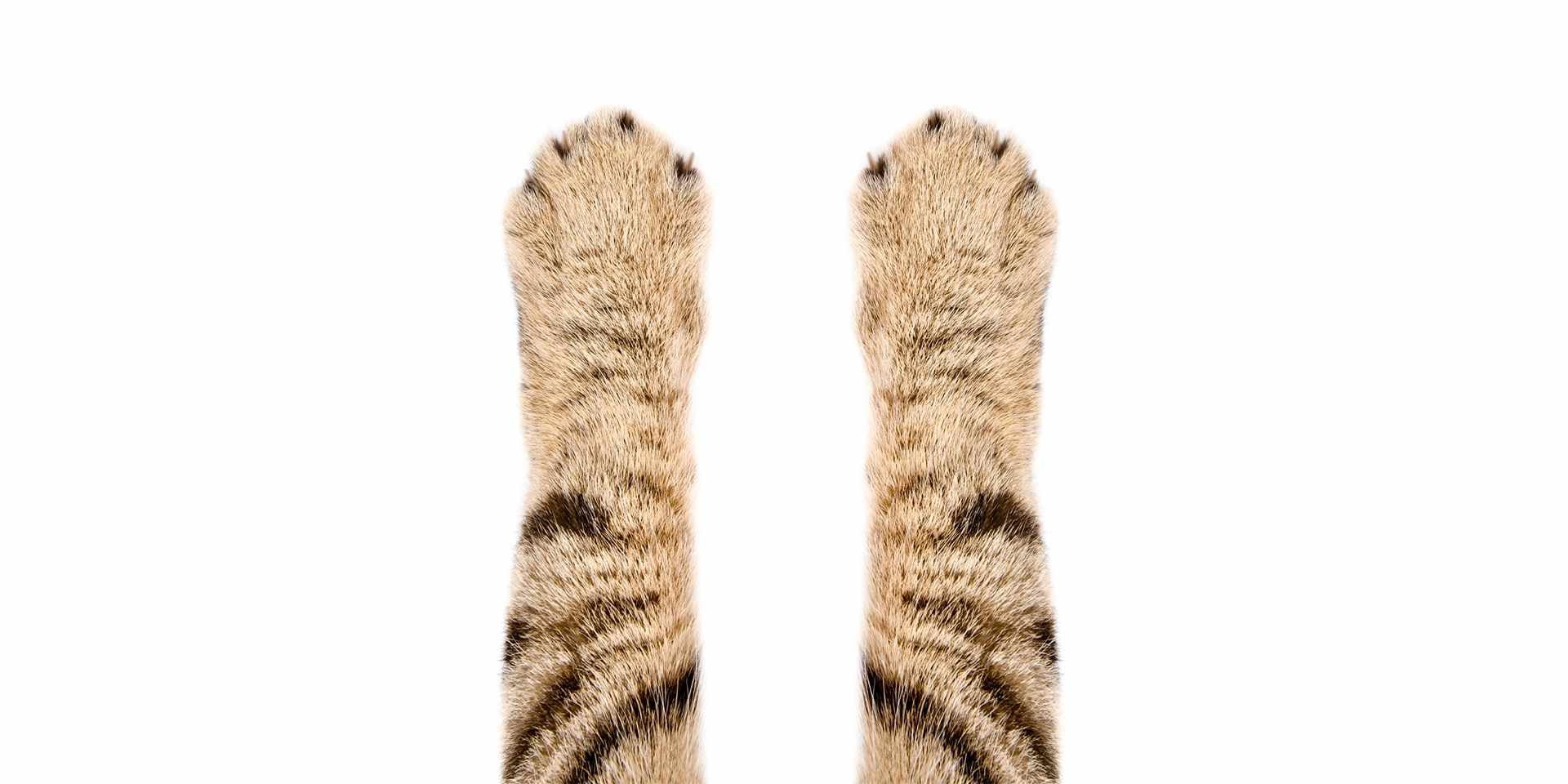 Patas de gato malhado em fundo branco