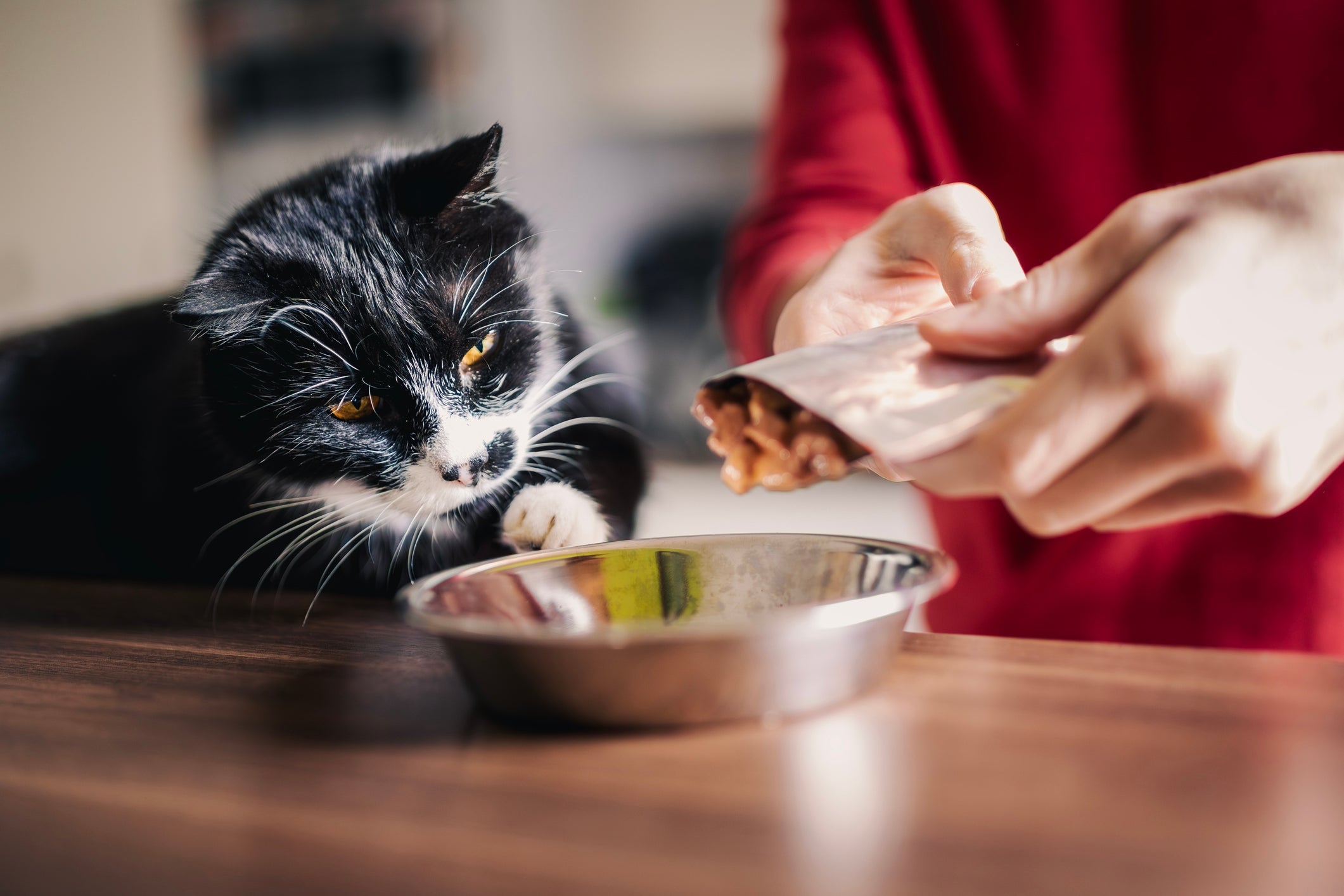 O sachê para gatos é saboroso e ainda possui um alto teor de umidade que faz bem para os felinos