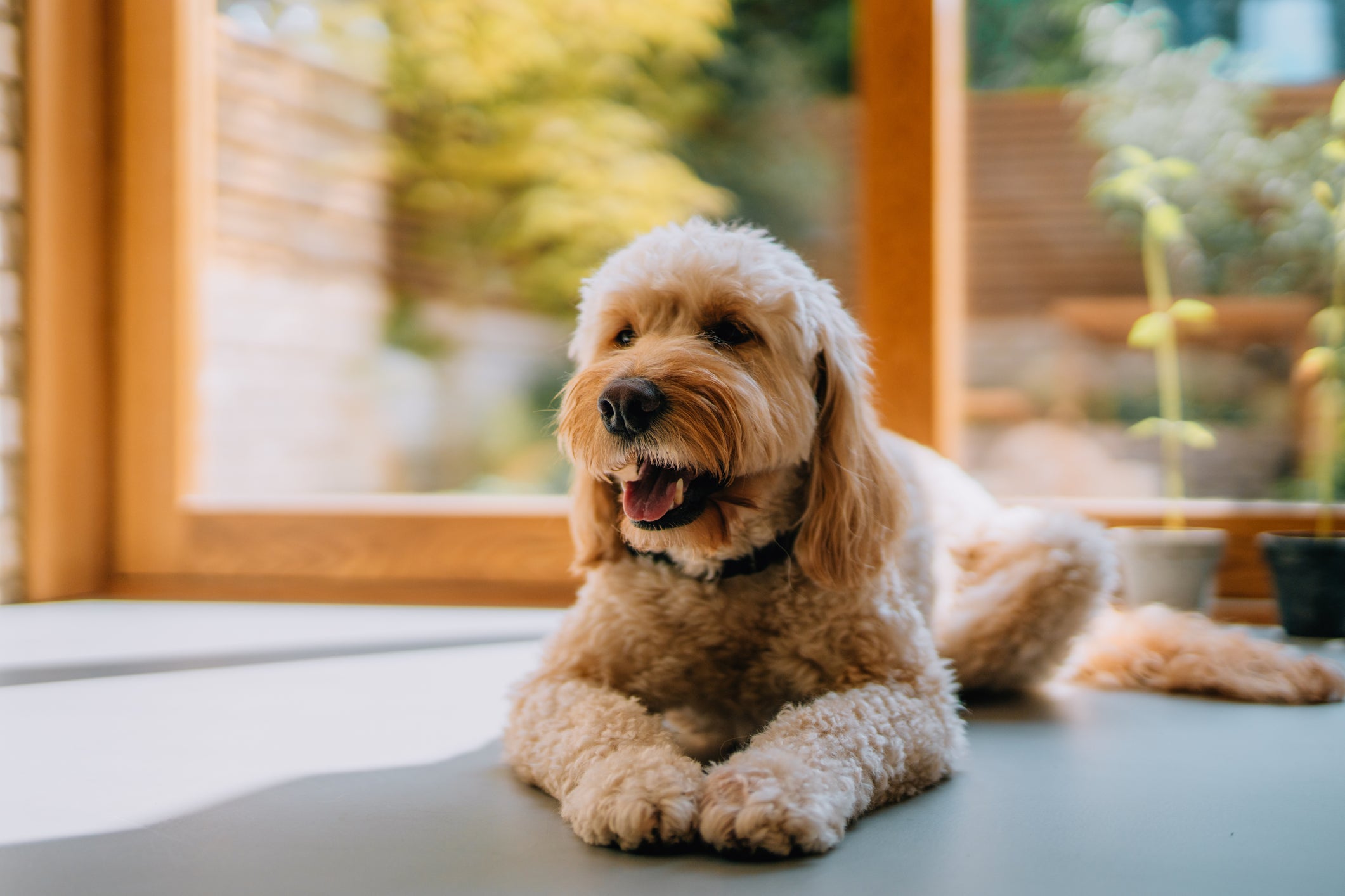 A castração traz diversos benefícios para os cães, mas também altera o metabolismo e o apetite canino