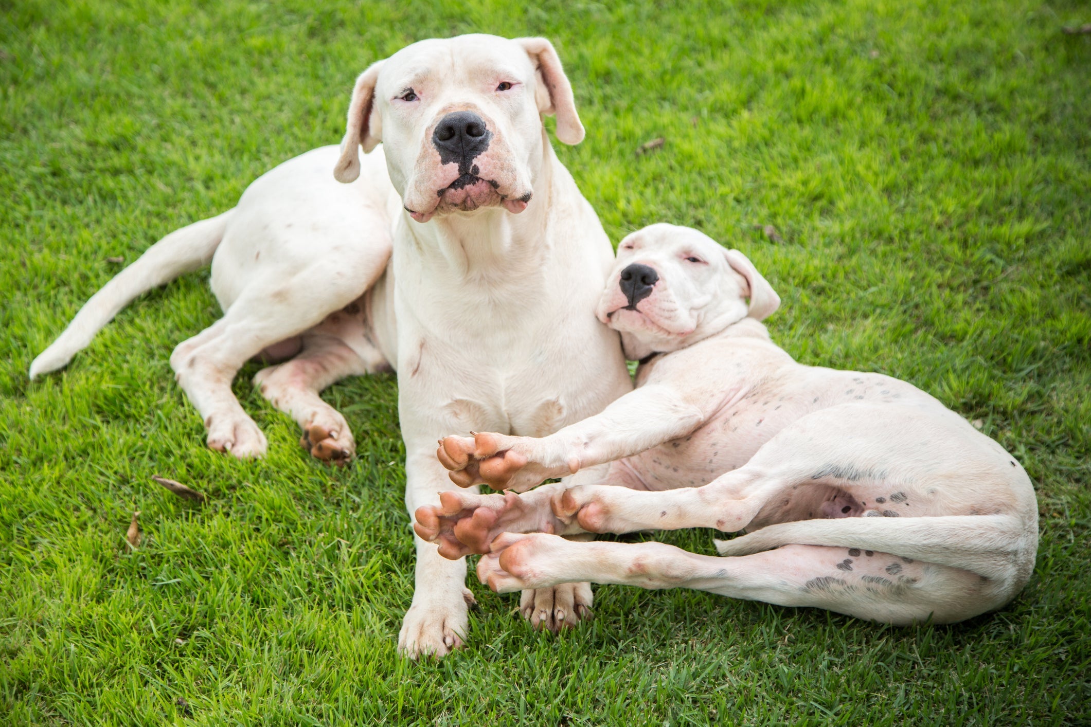 Investir em uma boa nutrição desde cedo é essencial para a qualidade de vida do Dogo Argentino