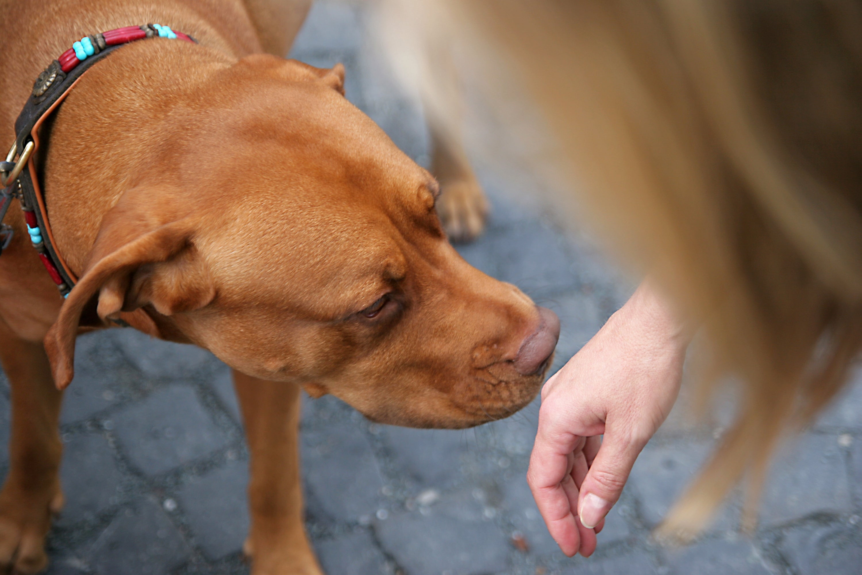 O olfato canino é muito potente e serve como uma forma de comunicação dos cães com o mundo