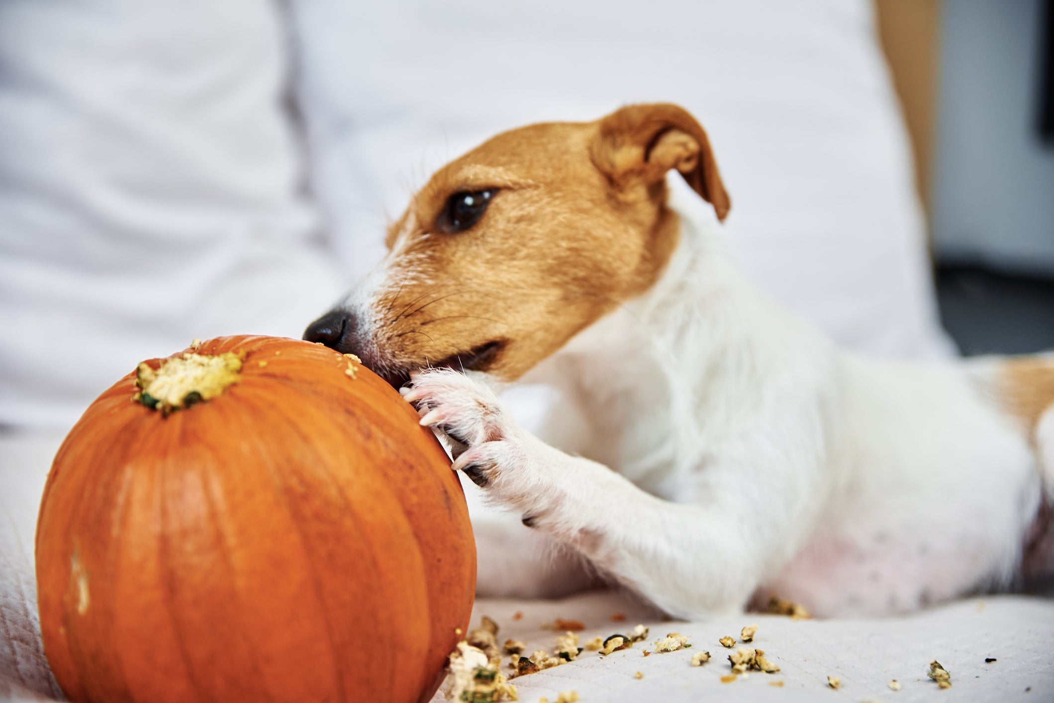 Descubra se a abóbora pode oferecer benefícios à saúde do seu cachorro