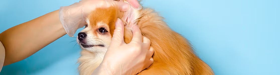 Carrapatos em cachorros - pomerania Pomerânia sendo examinado para possíveis carrapatos em cachorros.