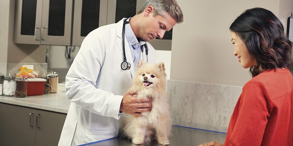 Veterinario examinando cachorro Pomerania. 