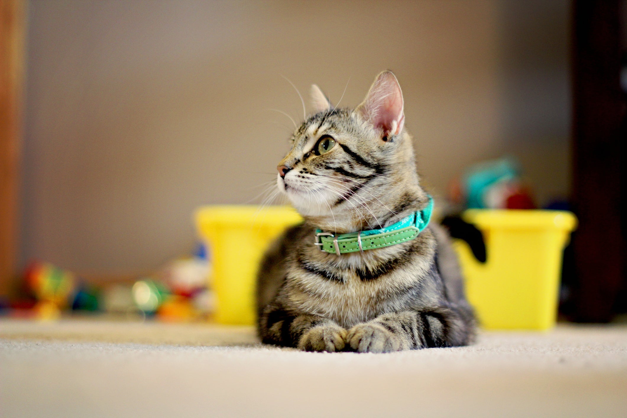 A coleira para gato deve ser escolhida de acordo com o perfil do felino