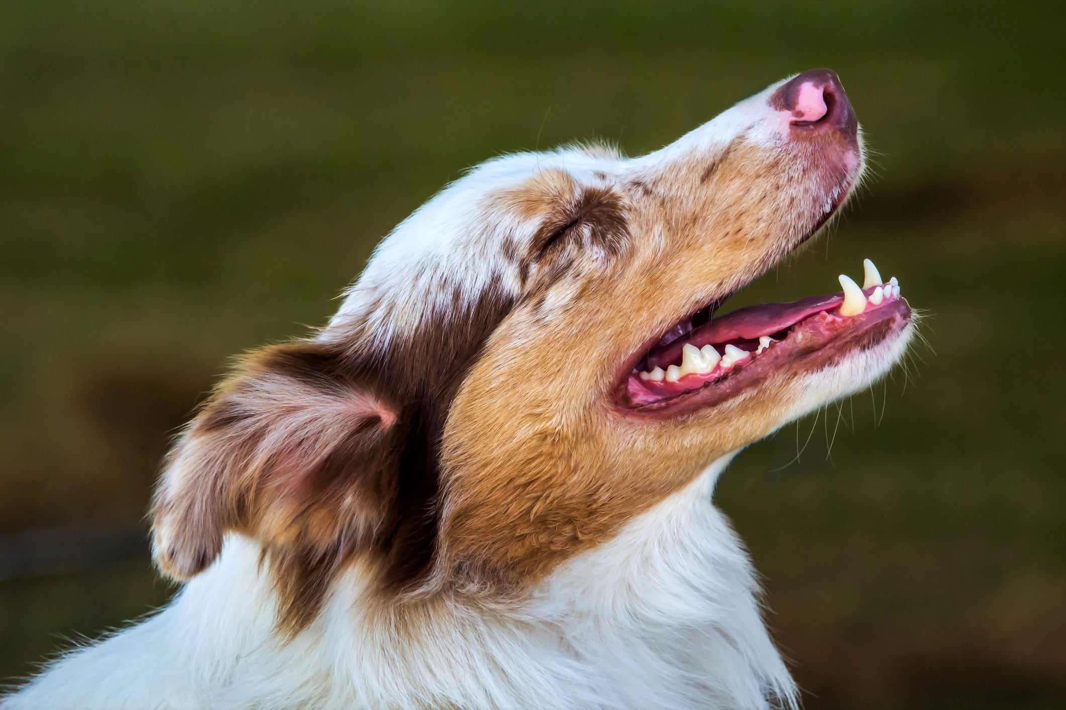 Uma boa higiene bucal ajuda a preservar a saúde e a qualidade de vida dos cães