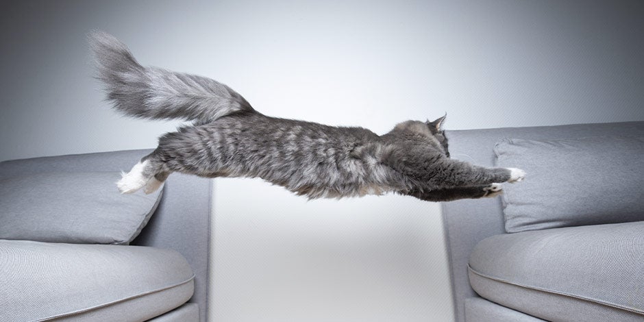 Curiosidades sobre gatos – Pulando A habilidade de pular de um gatinho é um dos fatos mais curiosos sobre gatos. Gatinho pulando entre dois sofás.