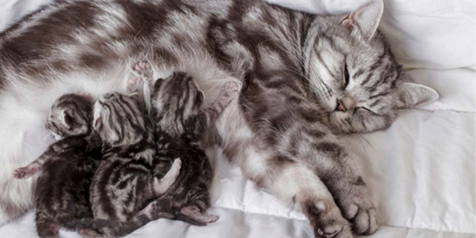 Curiosidades sobre gatos – Mãe gata com seus filhotes  Um fato curioso sobre os gatos é sua incrível capacidade reprodutiva. Gata com seus filhotes.