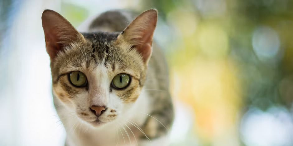 Curiosidades sobre gatos - Olhando fixamente e piscando Curiosidades sobre gatos, como piscar lentamente e mostrar como o animal “sorri”. Michi olhando fixamente.