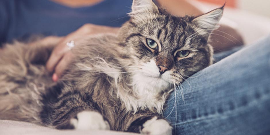 Gato idoso deitado com seu tutor recebendo afeto pelo dia do gato.