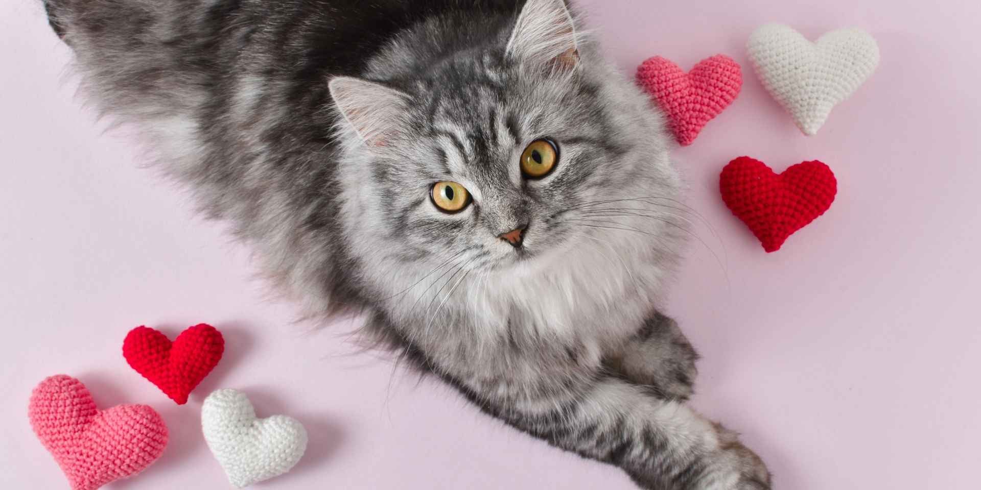 gatinho gris sendo celebrado com corações decorativos do dia do gato.