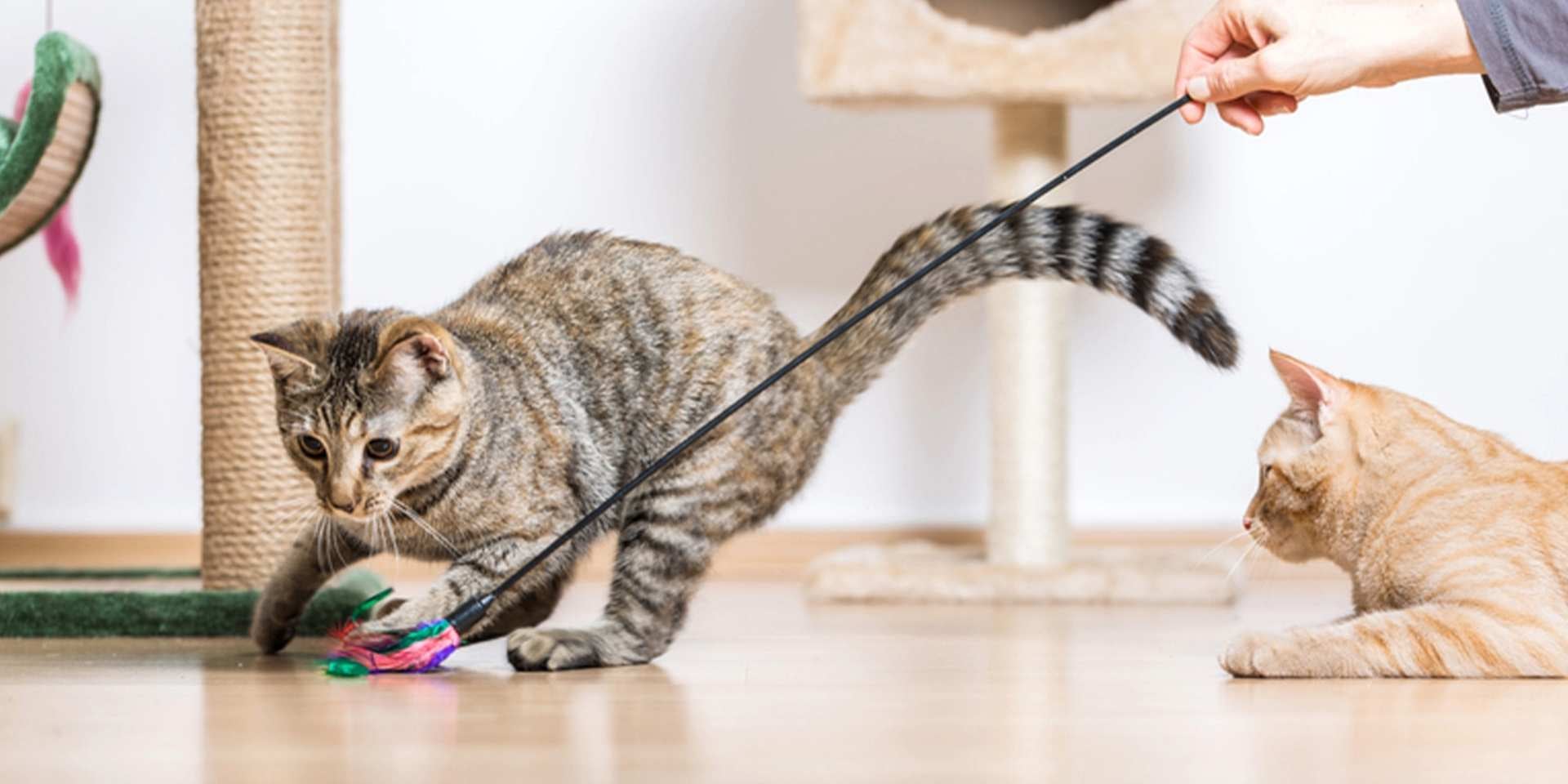 Gato malhado brincando no dia do gato. 