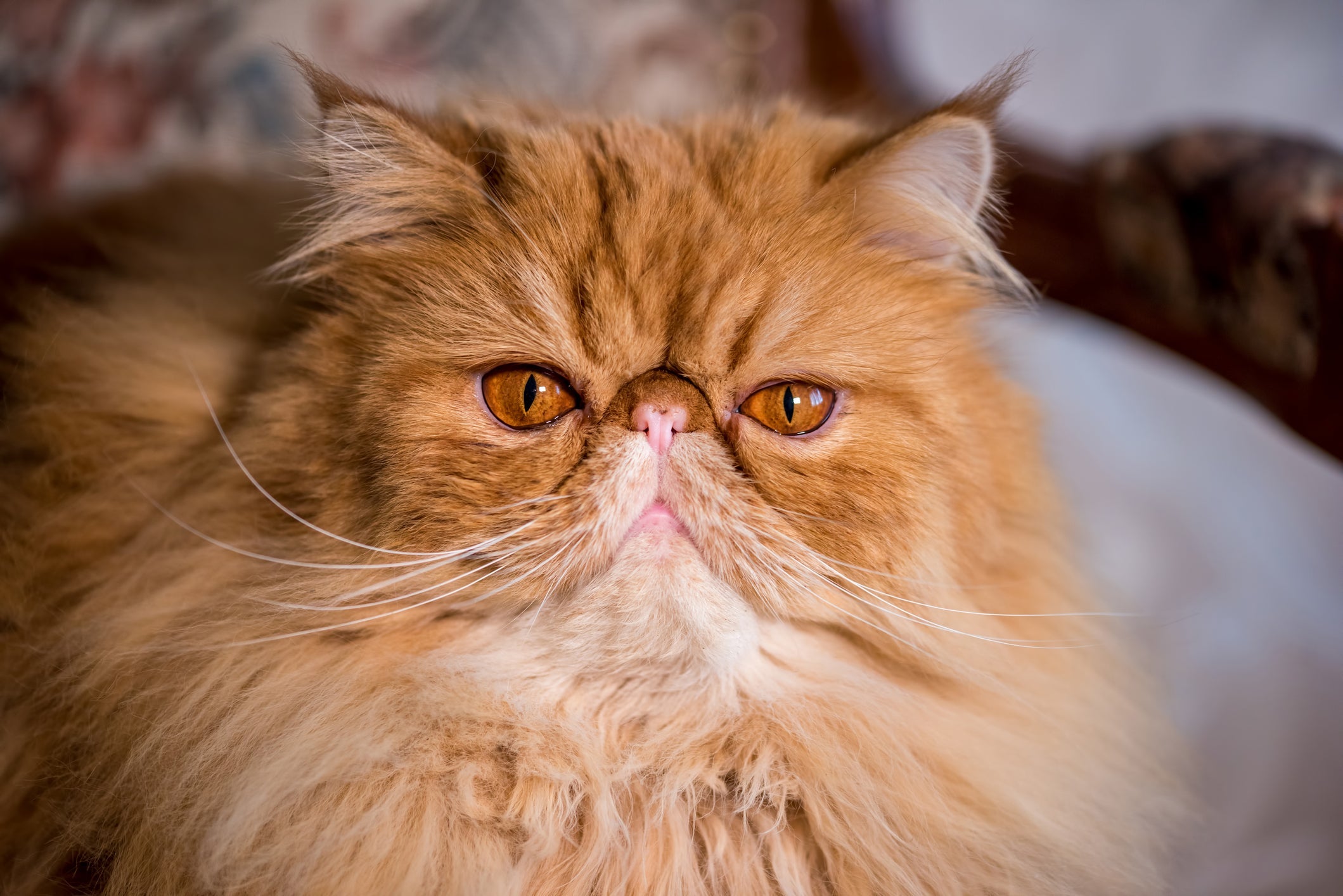 O gato Persa é conhecido pelo focinho achatado e personalidade tranquila