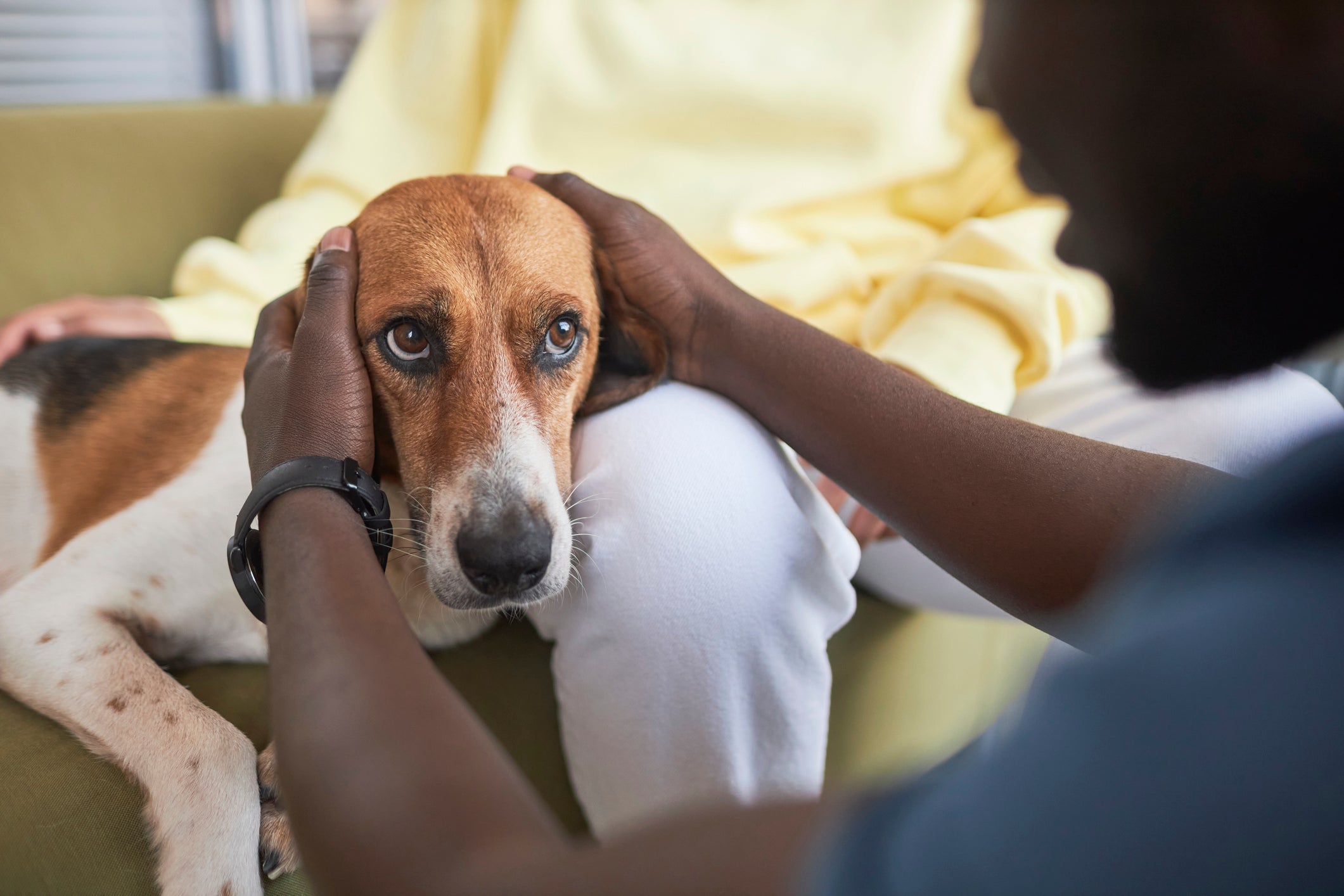 A doença do carrapato é um dos problemas de saúde mais sérios que podem afetar os cães