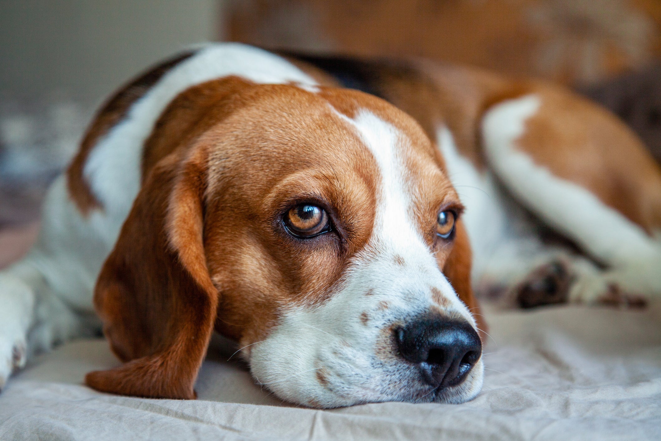 As raças Cocker Spaniel, Basset e Beagle costumam ter mais problemas auditivos por conta da anatomia de suas orelhas
