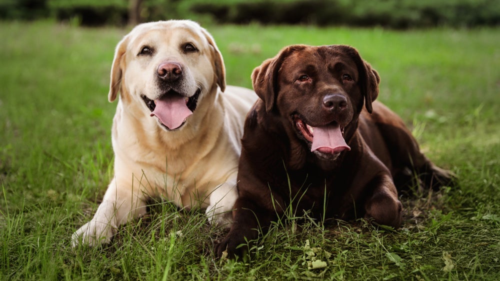 Entenda as diferenças e as necessidades específicas de cachorros fêmeas e machos