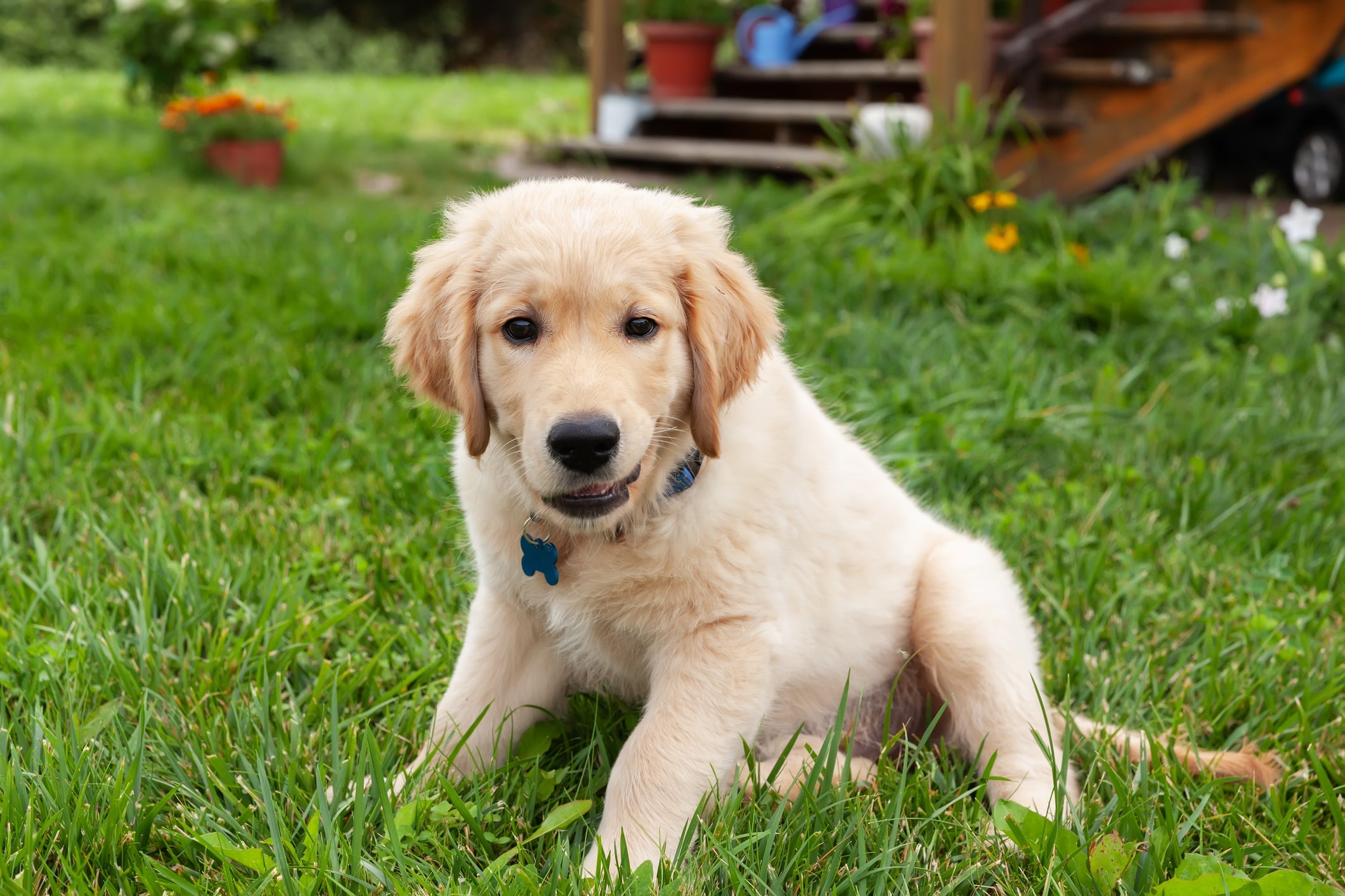 O filhote de Golden Retriever tem energia de sobra e precisa de cuidados adequados para a idade
