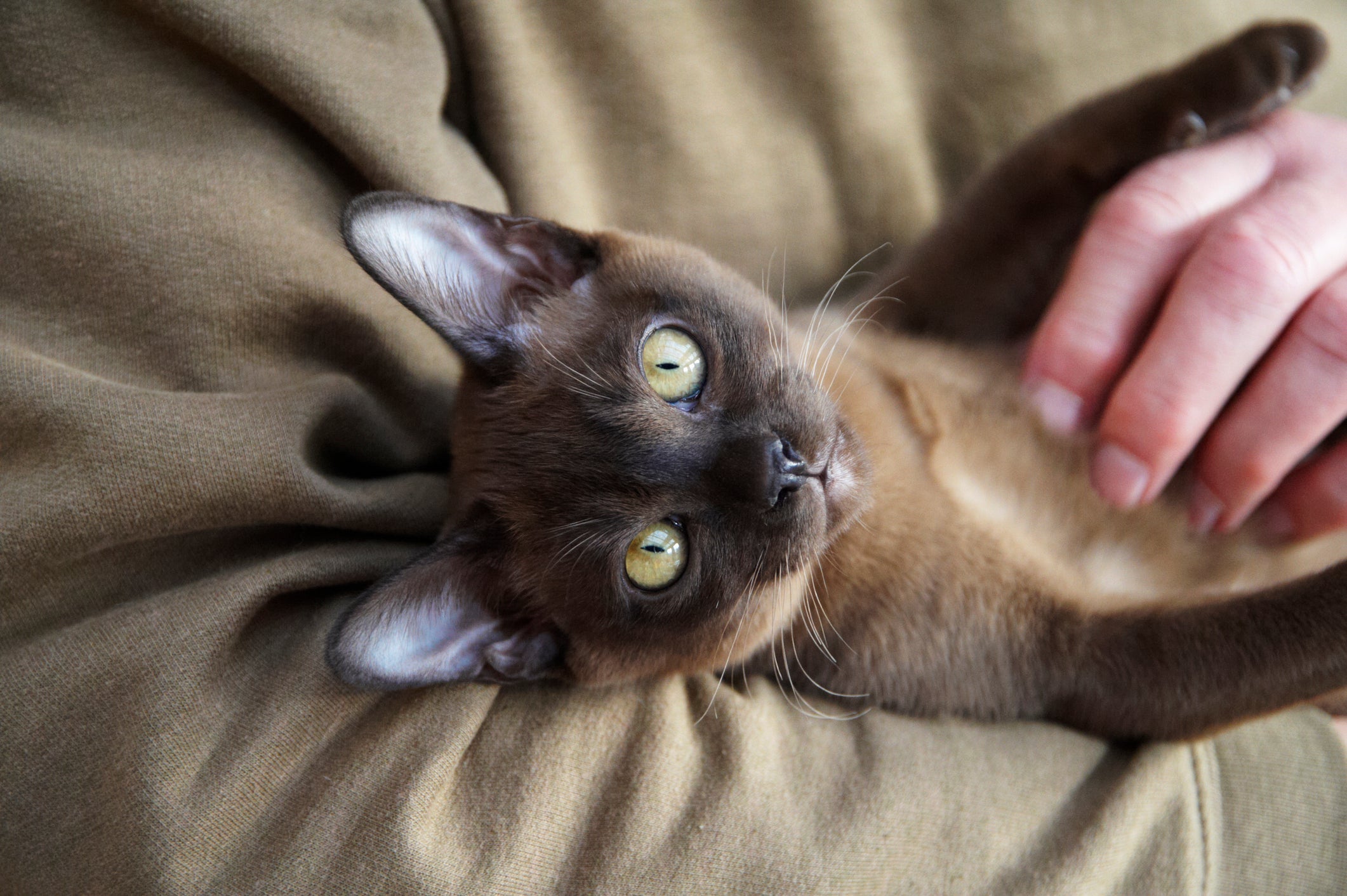 O gato Burmês é conhecido pela personalidade afetuosa e extremamente apegada ao dono